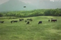 젖소 납치하는 UFO