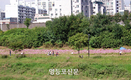 도림천 코스모스 거리서 가을을 속삭이다
