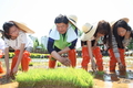 영등포구, 양평유수지 생태공원 내 벼농사 모내기 체험 실시