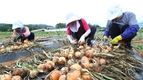 국산 양파 '맵시황' 수확하는 농진청 연구원들