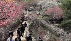 완연한 봄…매화·산수유축제, 새조개축제에 상춘객 몰려