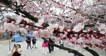 [여의도봄꽃축제] 가던 발길 멈추게 하는 살구꽃