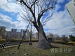 영등포구, 당산 은행나무 ‘특별 외과 수술’ 진행