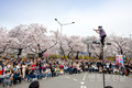 영등포 여의도 봄꽃축제, '모두의 정원’ 주제로 열린다